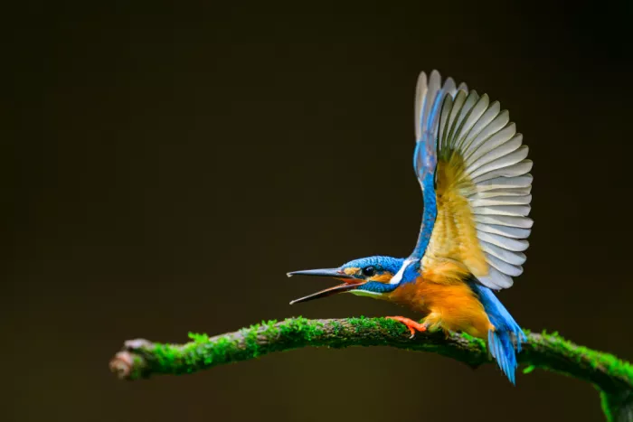 Prasad, Som: The landing