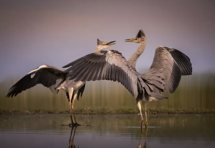 Lai, Vicki: Dúo de garzas