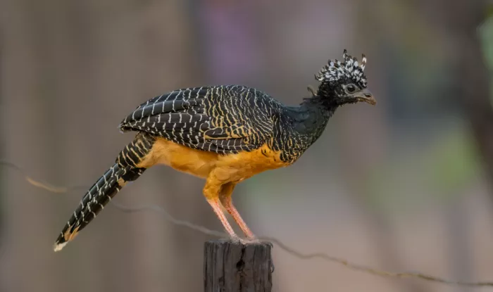 Procaccia, Itamar: Female on top