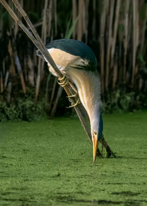 Helsen, Eddy: Little Bittern