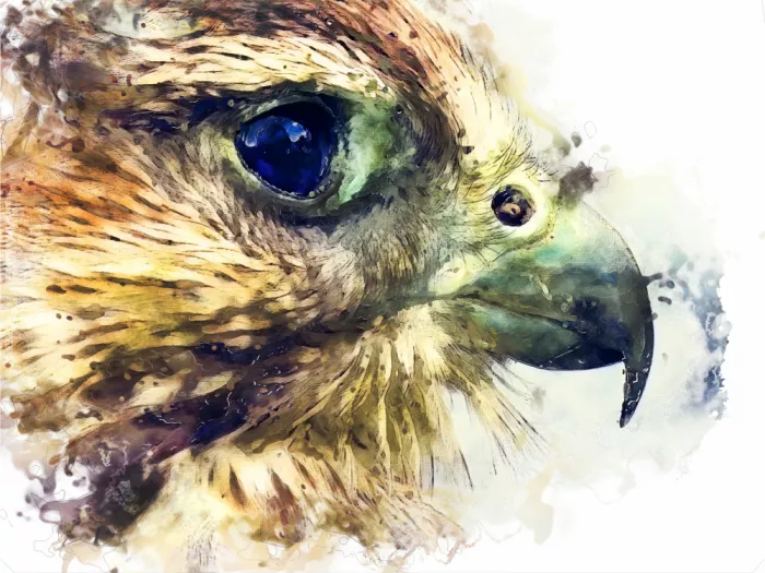 Jaszke, Justyna: Animal Bird Kestrel Watercolor Animal Art