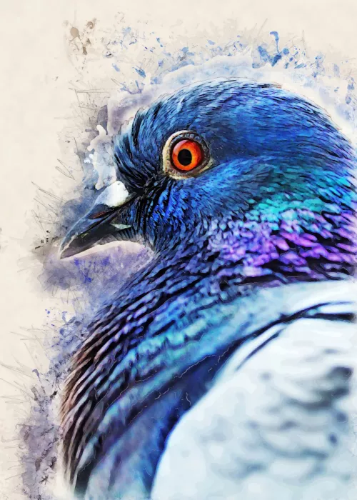Jaszke, Justyna: Animals Bird Dove Watercolor Animal Art