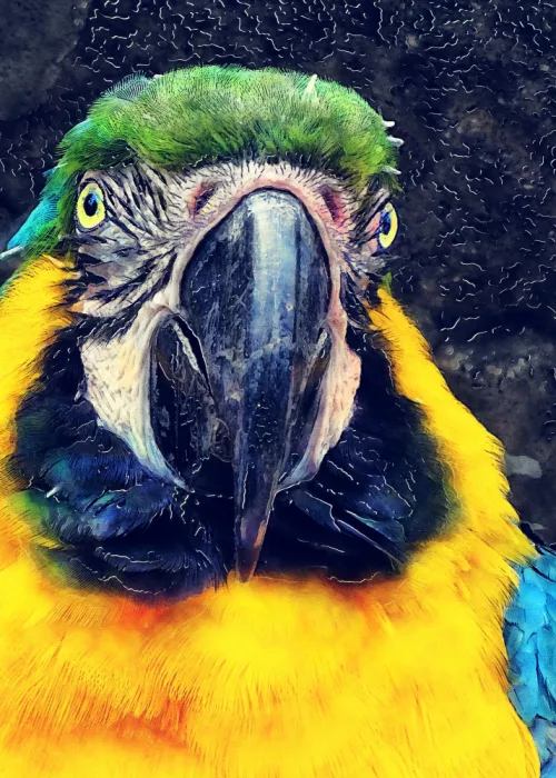 Jaszke, Justyna: Loro Animales Acuarela Arte Animal