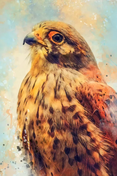 Jaszke, Justyna: Animal Kestrel Watercolor Animal Art