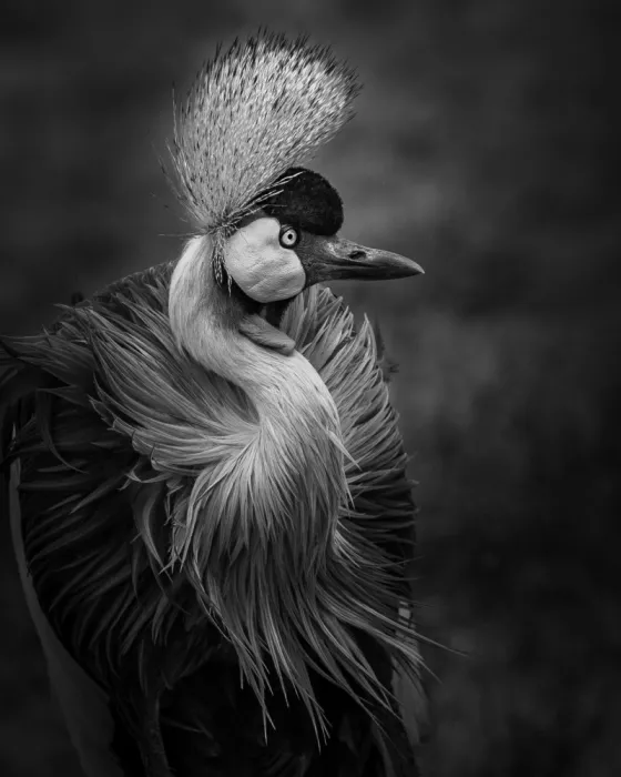 Tsui, Hung: Grey crowned crane