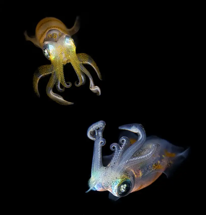 Narchuk, Andrey: Sea Jewels