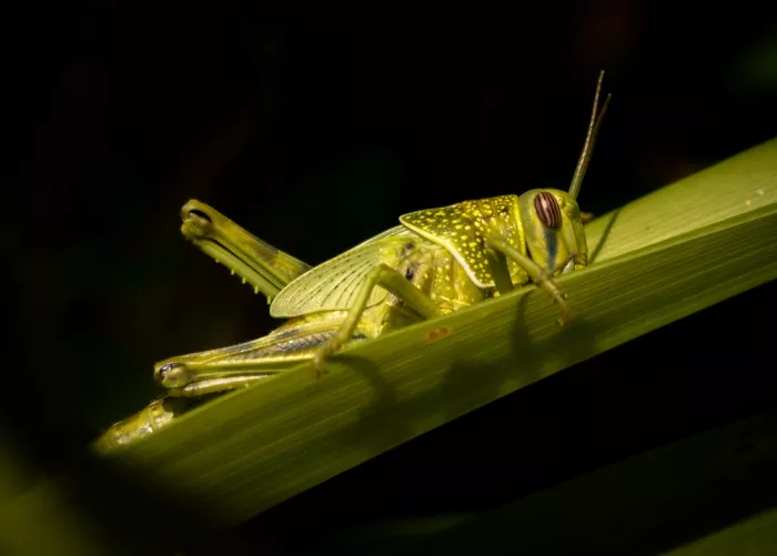 Heg, Zina: In the hammock