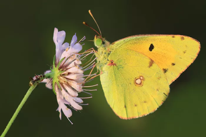 Ascic, Simun: Giallo nuvoloso