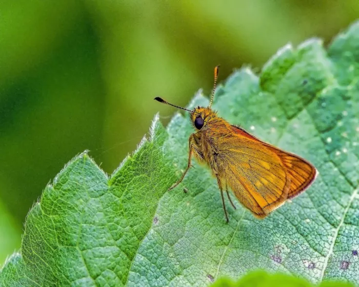 Golani, Aharon: Butterfly