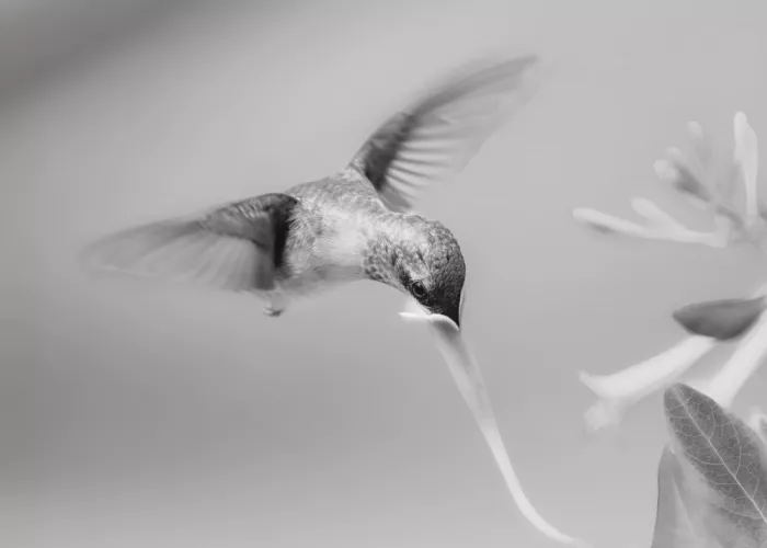 Chen, Li: Longing