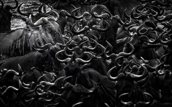 Tsui, Hung: Wildebeests