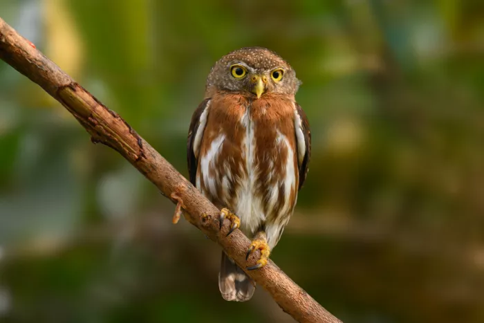He, Mike: Pygmy Owl