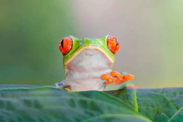 He, Mike: Red Eyed Tree Frog