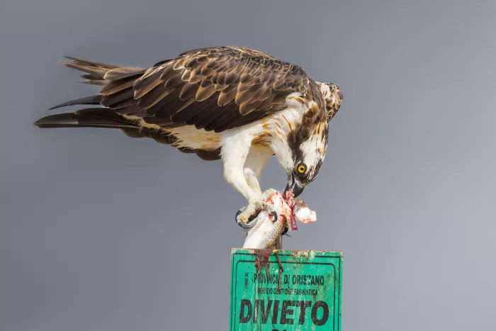 Simone, De Ciro: The capture