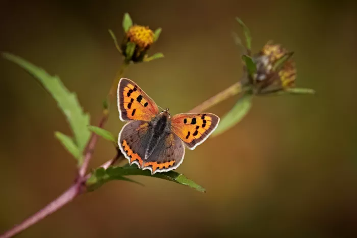 Williams, Stuart: Small Copper.