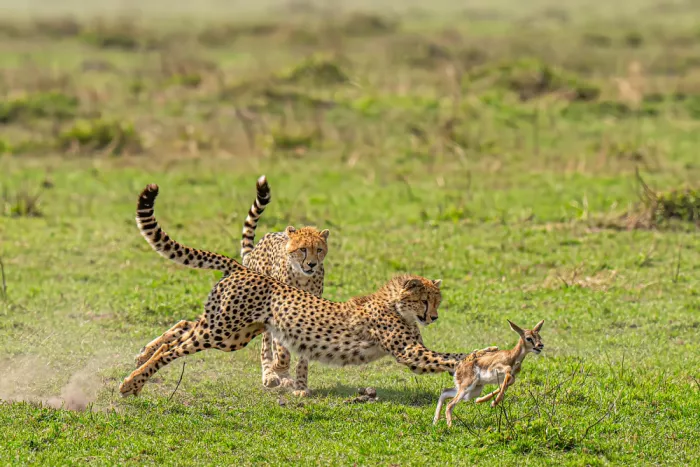 Bhatia, Yogesh: Game Of Death