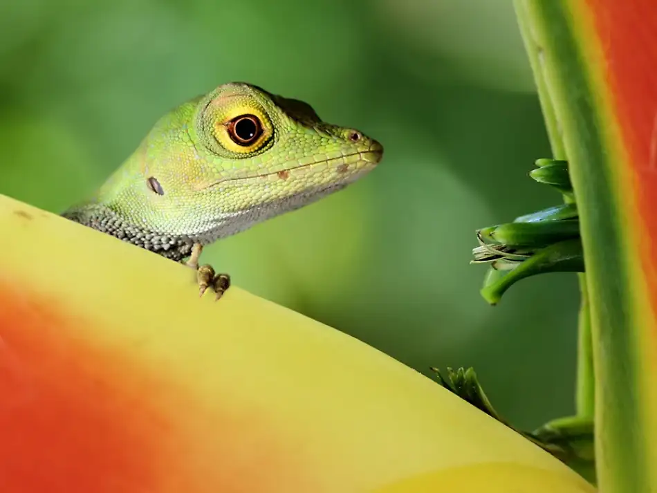 Hoffman, Jimmy: Anolida lizard
