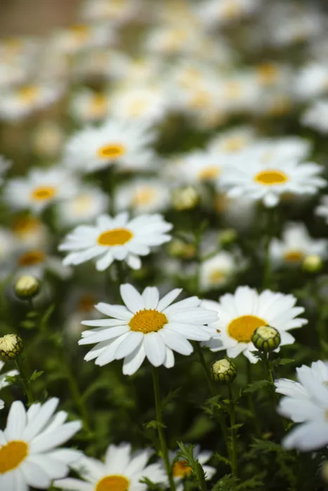 akyurt, engin: Schöne Gänseblümchen