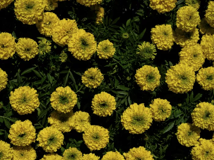 akyurt, engin: Gelbe Blumen