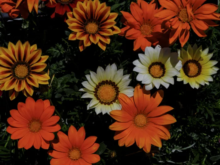 akyurt, engin: Belles fleurs dans la nature