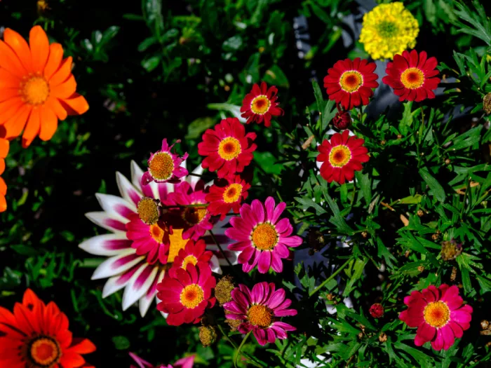 akyurt, engin: Farbenfrohe Blumen