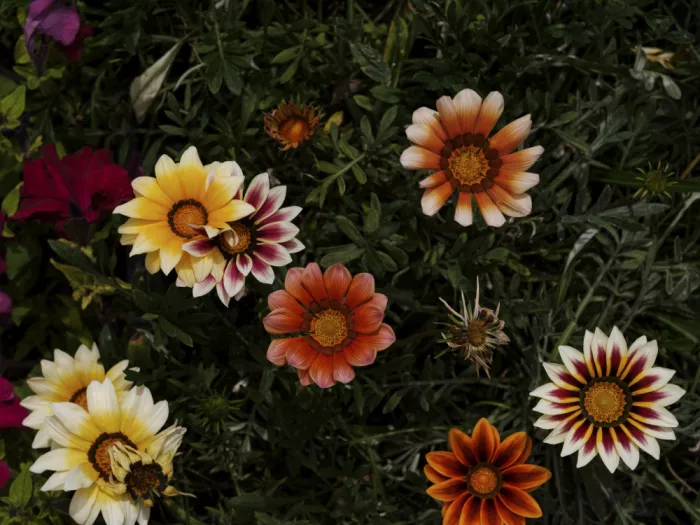 akyurt, engin: Flowers