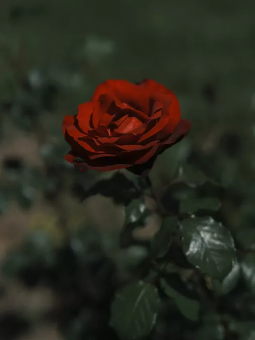 akyurt, engin: red rose in the garden