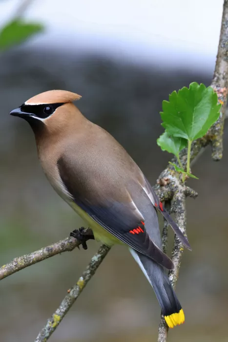 Matt: Cedar Waxwing