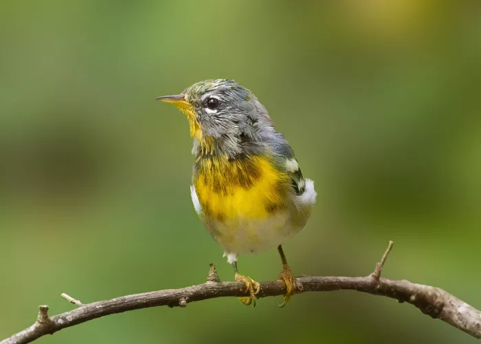 Zhang, Robert: Parula v línání