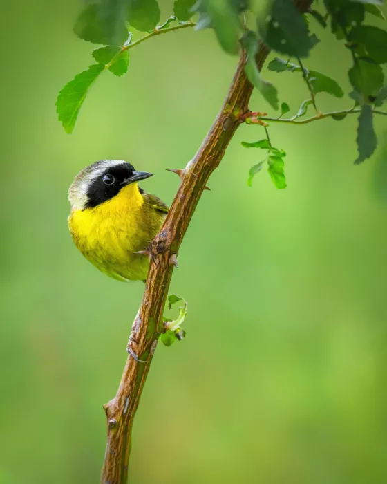 Cai, Xiao: Common Yellowthroat