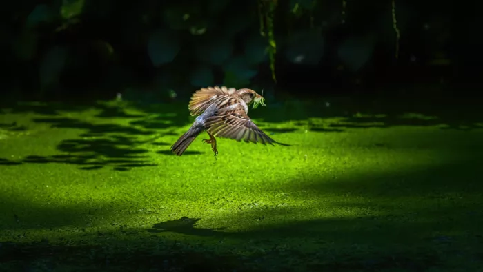 Cai, Xiao: Sparrow looking for food on the pool