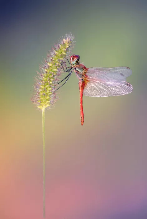 Daminelli, Fabrizio: Sympetrum fonscolombii