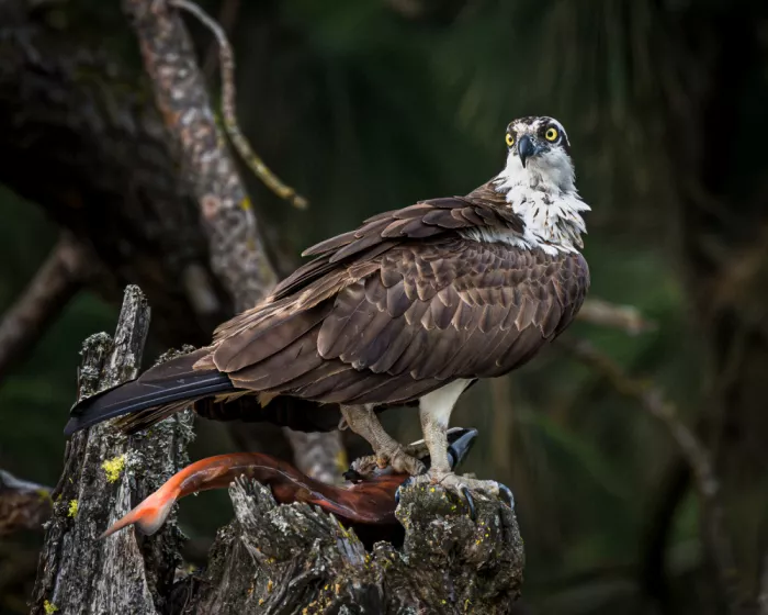 Li, Wanghan: Osprey & Red Kokanee Salmon