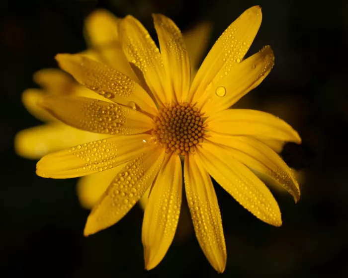 Steenkamp, Etienne: Raindrops on a Yellow Daisy