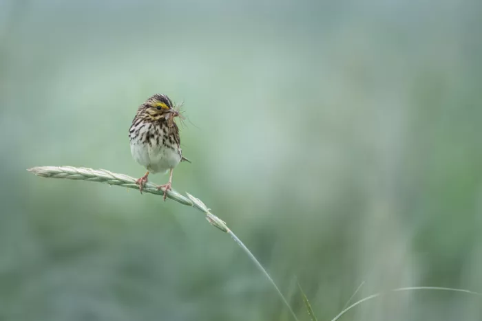 Zhao, Qing: Quiet morning