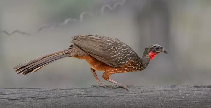 Procaccia, Itamar: Dusky-legged Guam