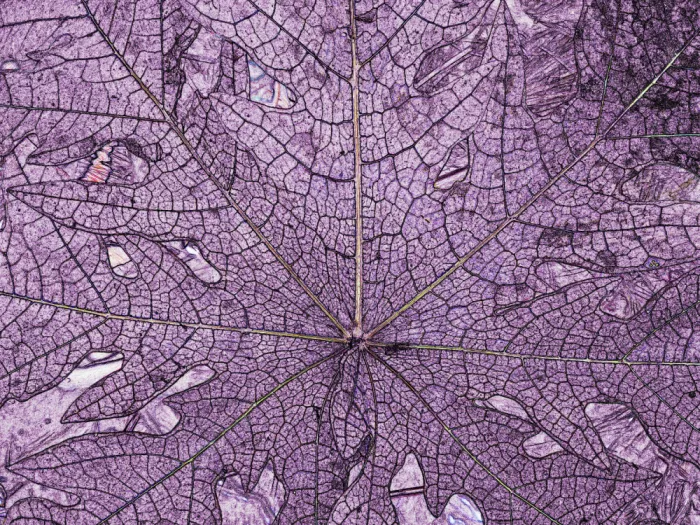 ch, Santhosh: Venas púrpuras de hojas