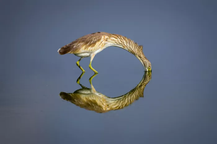 Moshe, Mallal: no title