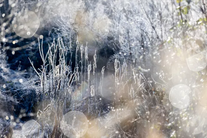Böhmer, Mareike: Una Mañana de Invierno 3