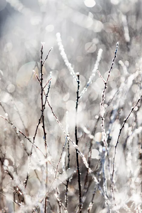 Böhmer, Mareike: A Winter Morning 4