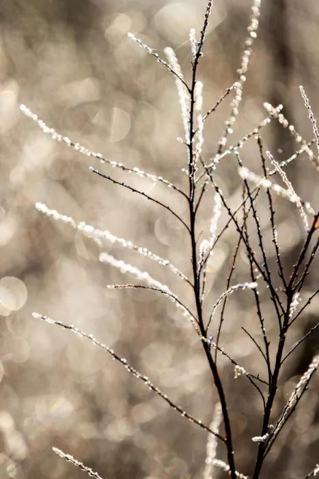 Böhmer, Mareike: A Winter Morning 5