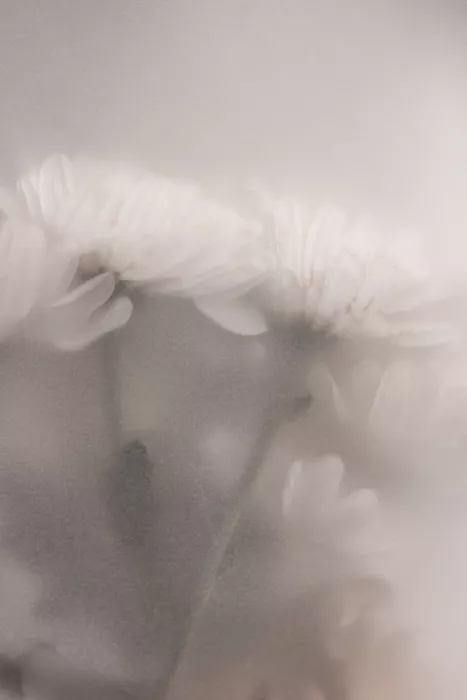 Böhmer, Mareike: Blurred Flowers 2