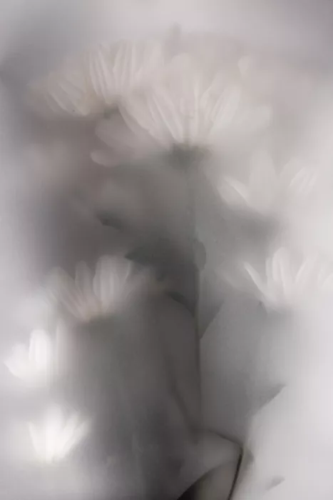 Böhmer, Mareike: Flores desenfocadas 4