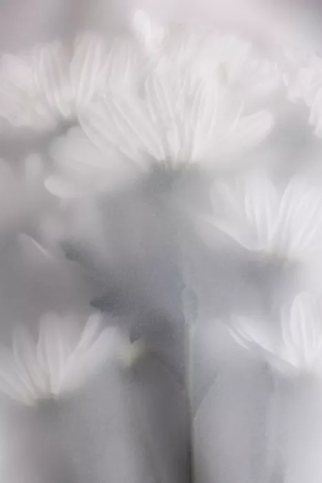 Böhmer, Mareike: Blurred Flowers 6