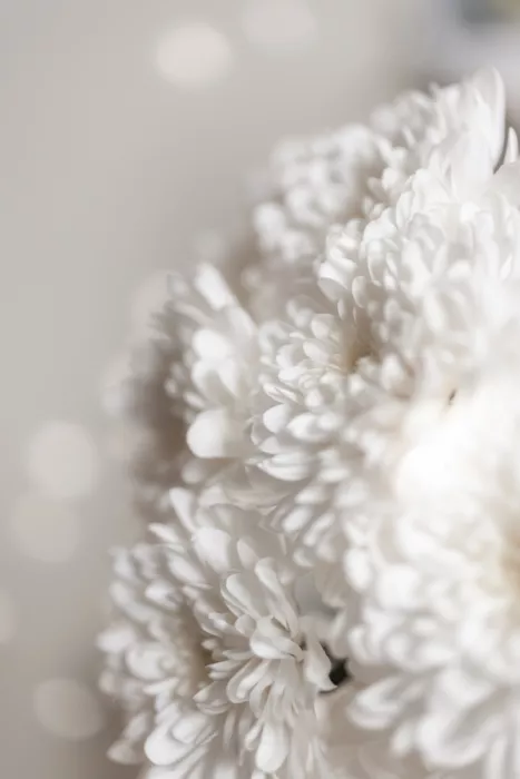 Böhmer, Mareike: Flores blancas