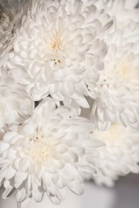 Böhmer, Mareike: Flores blancas 2