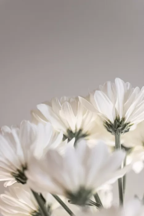 Böhmer, Mareike: White Flowers 4