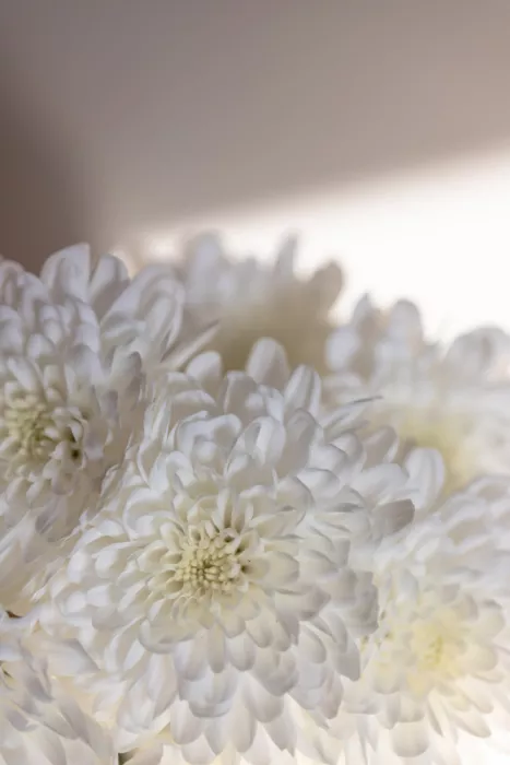 Böhmer, Mareike: Flores blancas 6