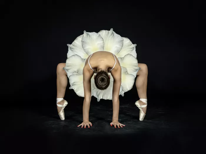 Pentony, Pauline: Pétalos blancos