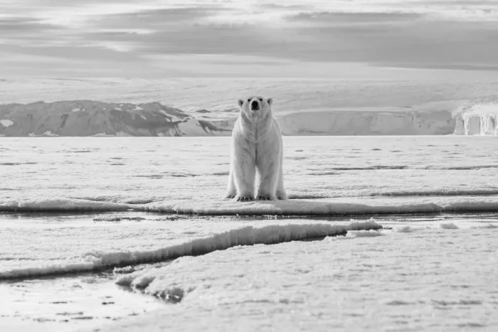 Nagpal, Manish: Welcome to my glacier